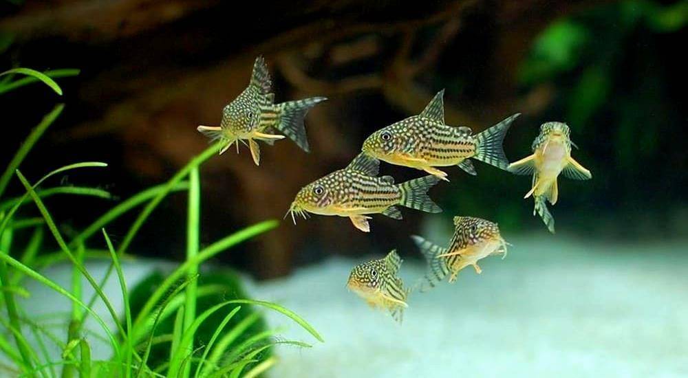 ᐉ ципринелла или нотропис красный бриллиант: содержание, фото-видео обзор - zoogradspb.ru