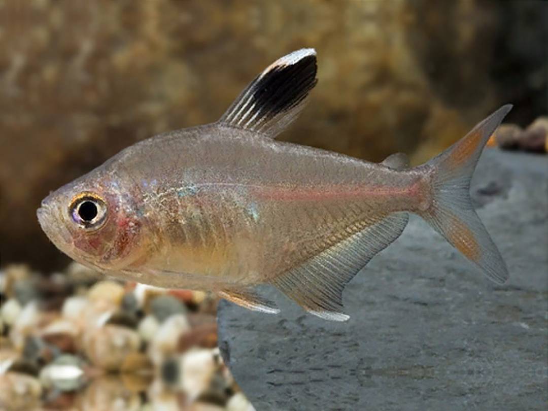 Гипанциструс «золотой тигр» l333 — hypancistrus sp. xingu «golden tiger» l333 — размер s, до 3 см