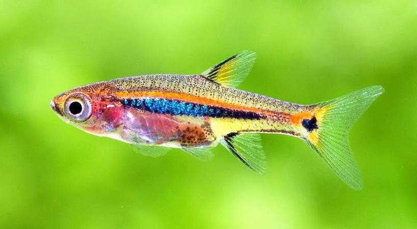 Расбора макулата