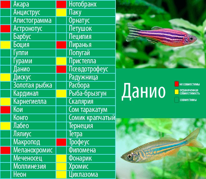 Аквариумные рыбки данио и уход за ними