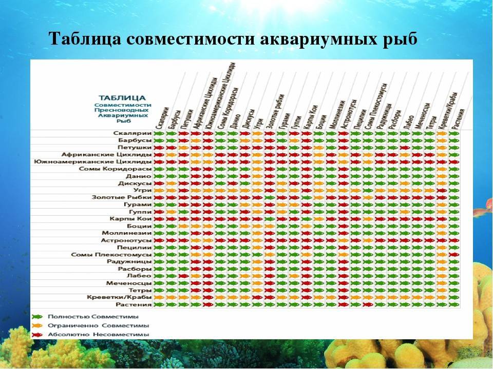 На сколько совместимы рыбы. Аквариумные рыбки совместимость видов таблица. Совместимость рыбок в аквариуме 100 литров таблица. Таблица совместимости рыб в одном аквариуме. Таблица уживаемости аквариумных рыбок.