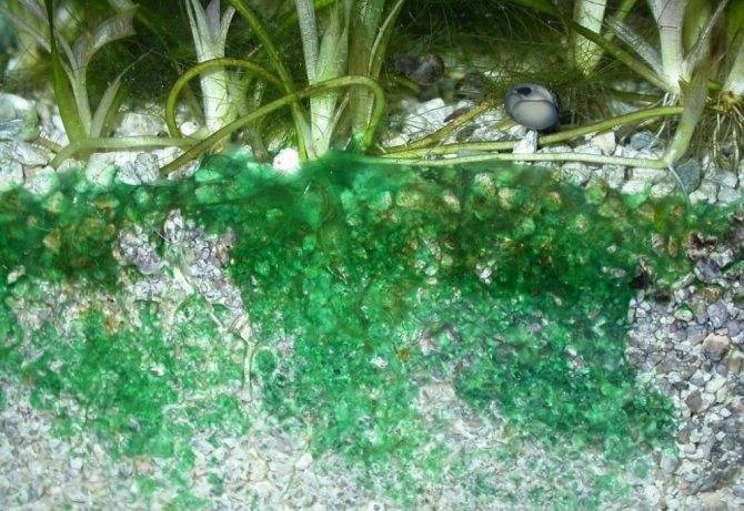 Коричневый налет в аквариуме – диатомовые водоросли!