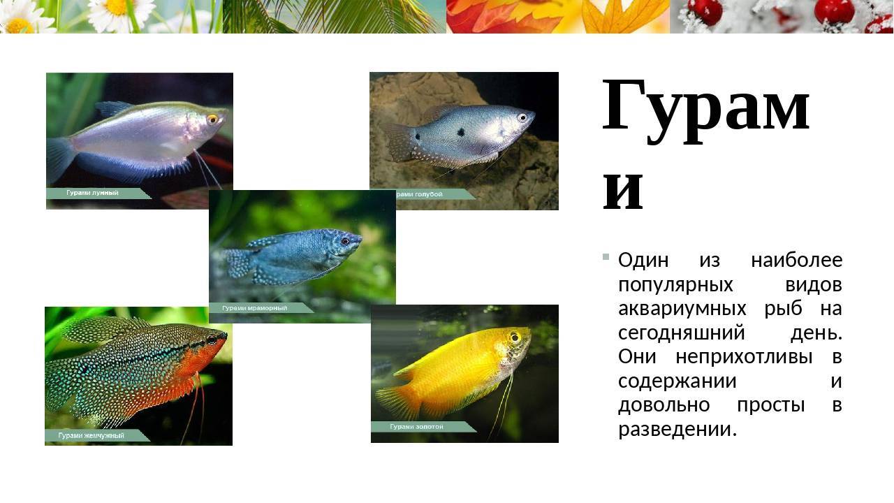 Гурами пятнистый – содержание, разведение, совместимость с другими