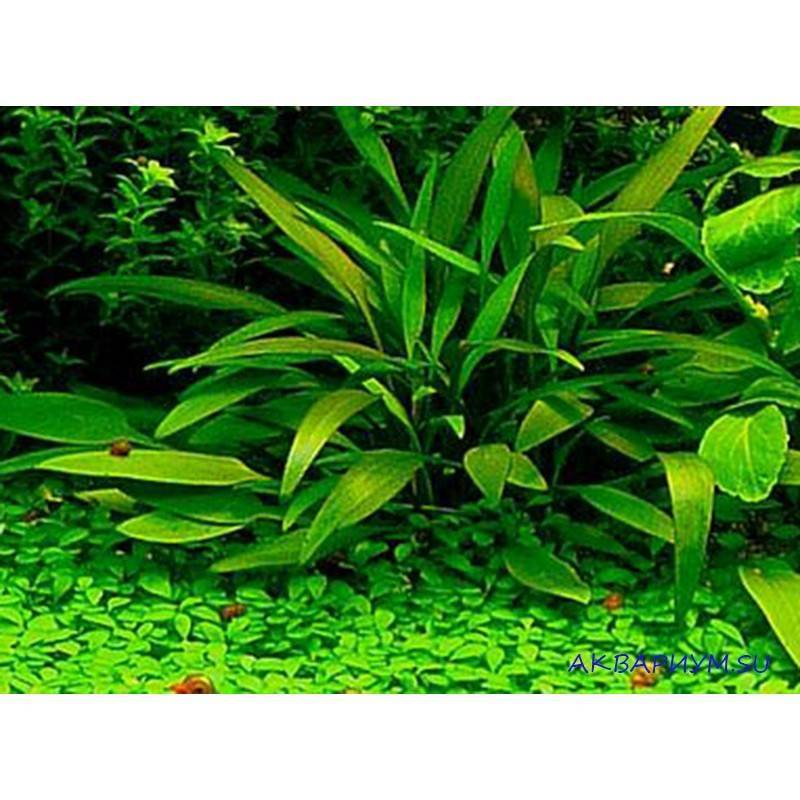 Криптокорина вендта (cryptocoryne wendtii): виды (зеленая, коричневая, браун, тропика), содержание, объем аквариума, температура, подкормка, размножение, дизайн, совместимость