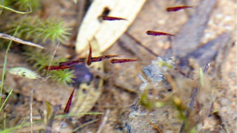 Расбора макулата