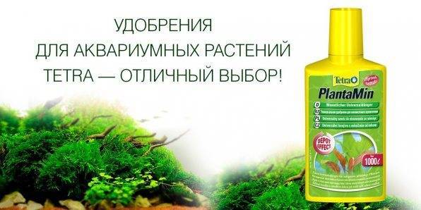 Номафила прямая - лимонник
