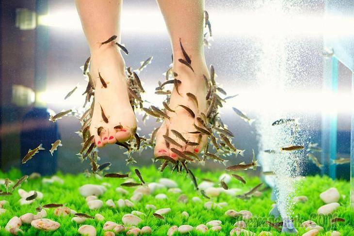 Гарра Руфа: SPA-бедолага и редкий аквариумный гость