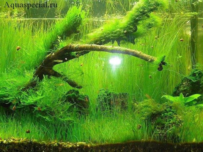 Элеохарисы