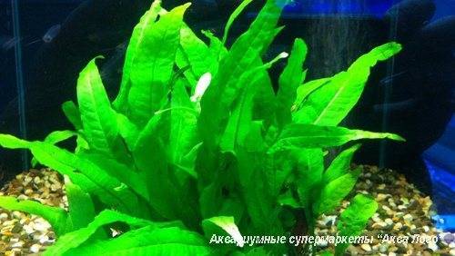 Папоротник индийский водный