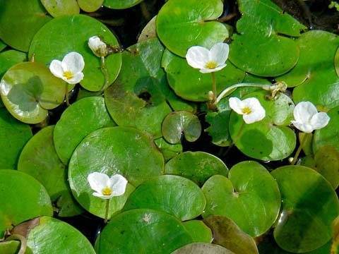 Водокрас лягушачий