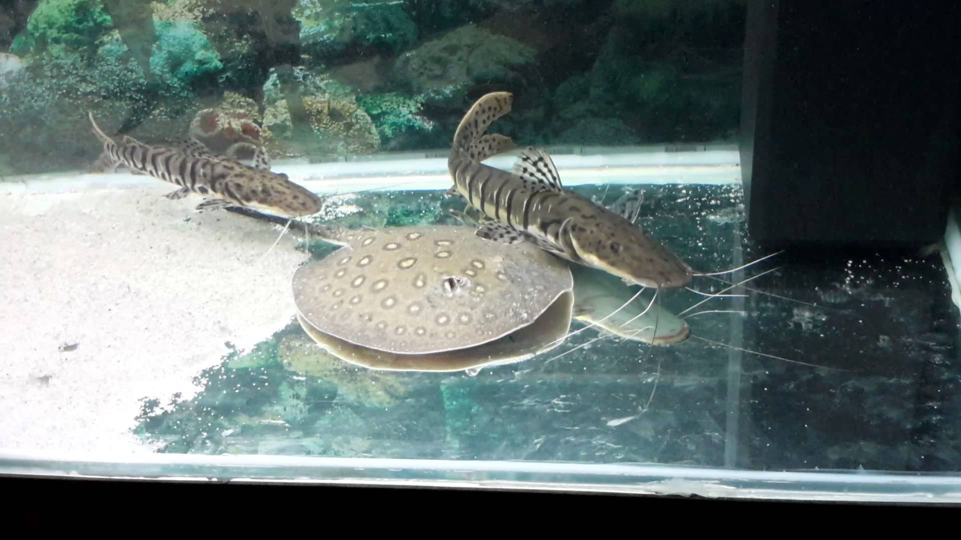 Скат моторо