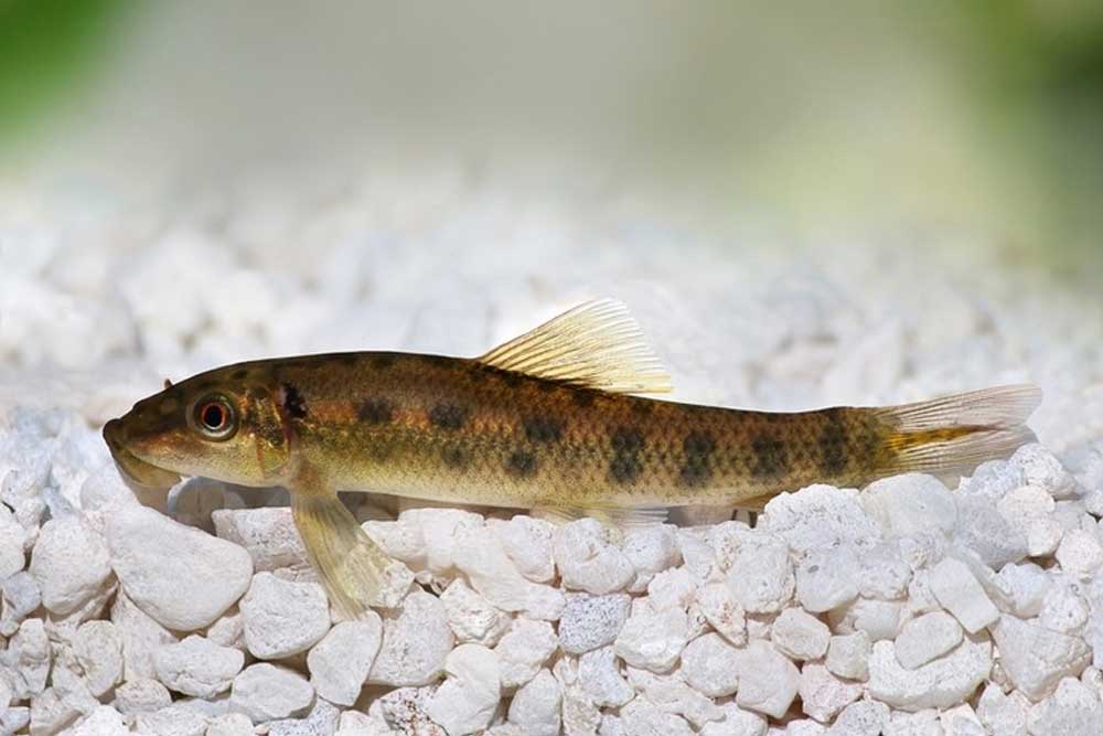 Экзодон парадоксус