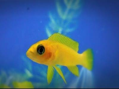 Лампрологус апельсиновый (Neolamprologus leleupi)