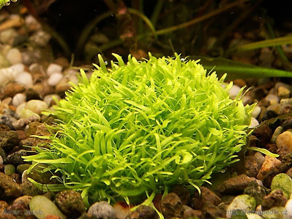 Утрикулярия граминифолия (utricularia graminifolia): описание, содержание, фото и отзывы