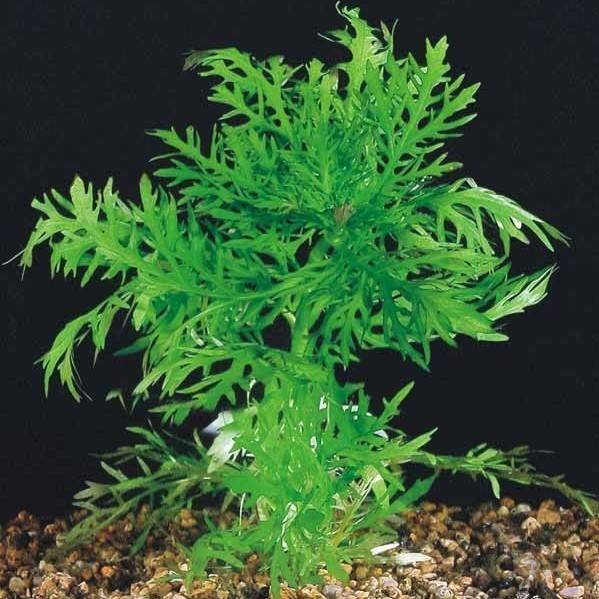 Гигрофила синема (higrophila difformis): описание, содержание, фото и отзывы