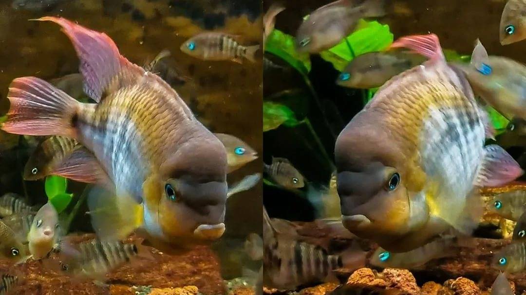 ᐉ цихлазома никарагуанская: содержание,фото- видео обзор - zoogradspb.ru