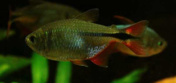 Тетрагоноптерус - Hemigrammus caudovittatus