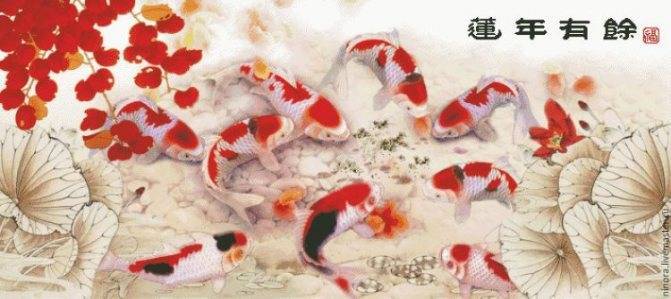 Карпы кои