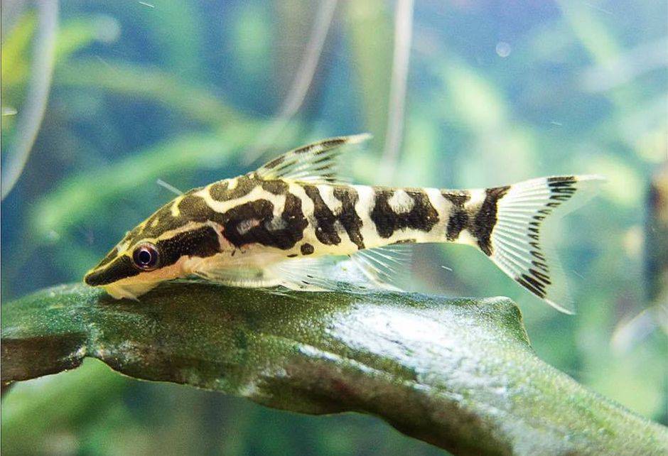 Отоцинклюс сомик