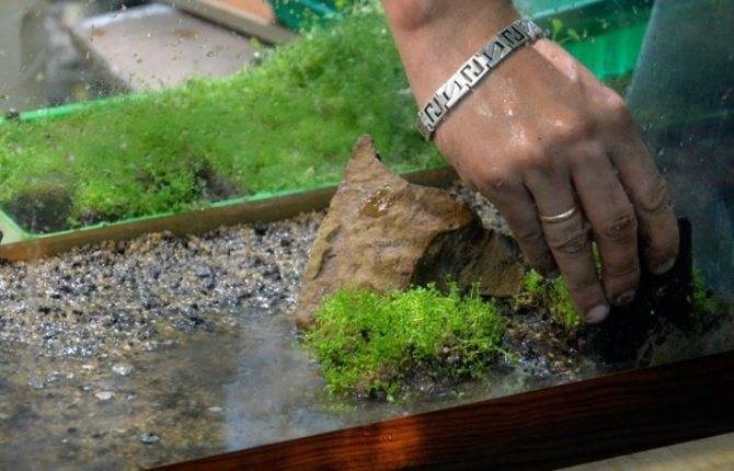 Параметры воды для идеального травника
