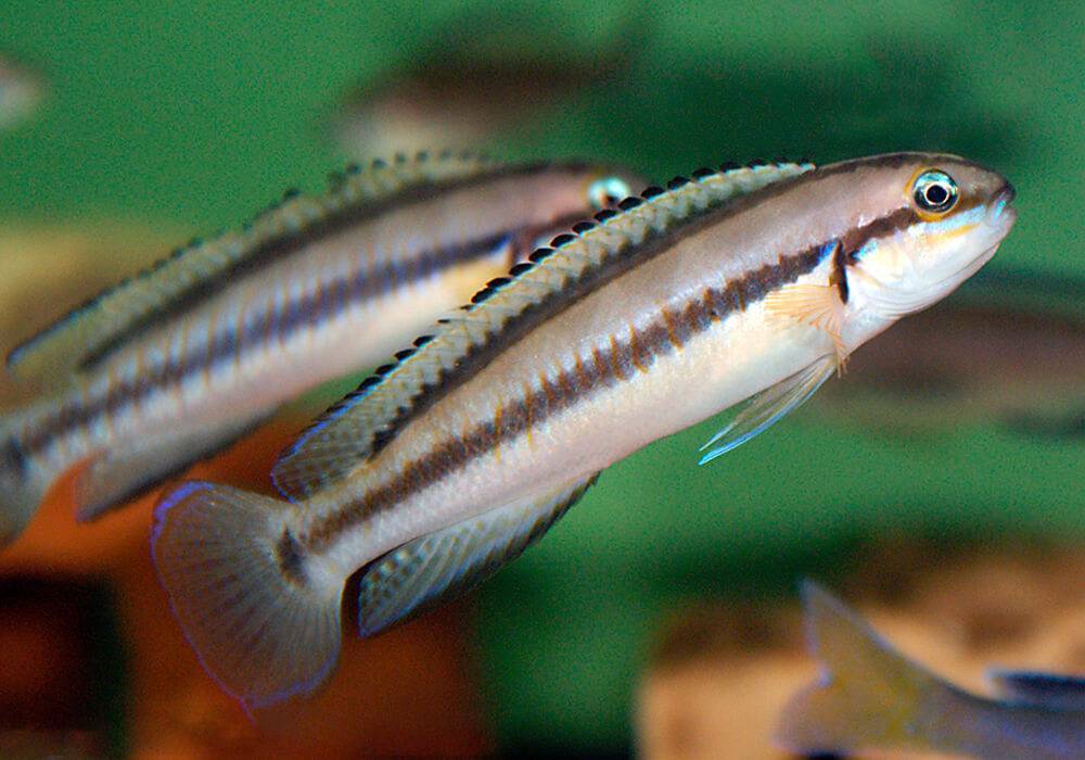 Телматохромис  - telmatochromis - abcdef.wiki