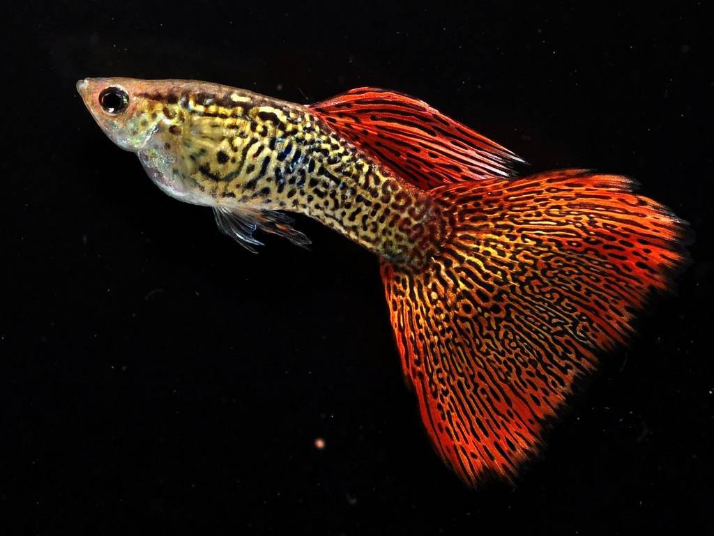 Аквариумная рыбка гуппи (poecilia reticulata): виды, разведение, фото