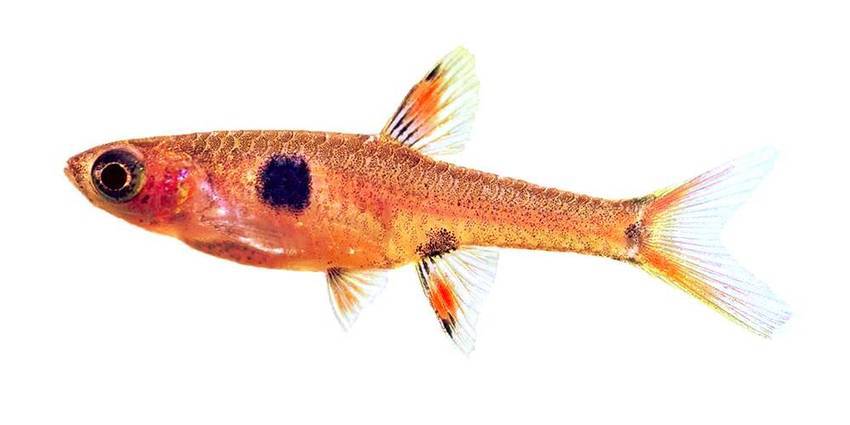 Расбора макулата