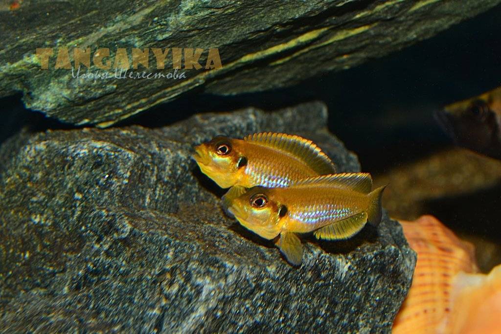 Lamprologus ocellatus "gold"/ лампрологус оцеллатус «голд» | цихлиды | аквариумные рыбки