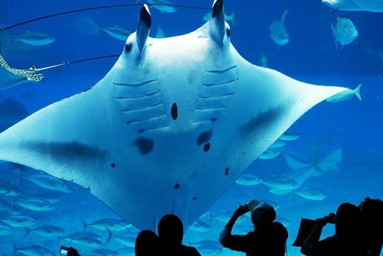 Гигантский аквариум в Японии Okinawa Churaumi Aquarium видео