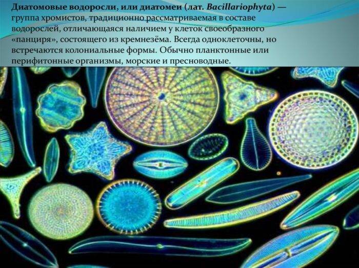 Водоросли в аквариуме: знай врага в лицо!