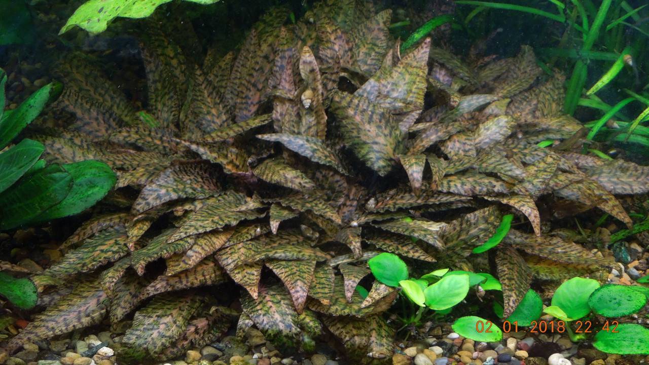 Криптокорина: содержание аквариумного растения, виды, фото