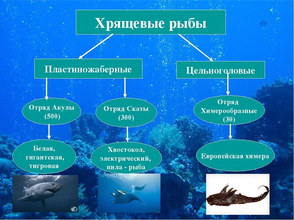 Строение рыб: внешнее и внутреннее