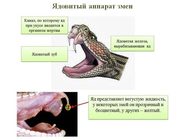 Эпиплатис Дагета или Шапера