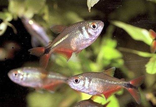 Тетрагоноптерус - Hemigrammus caudovittatus