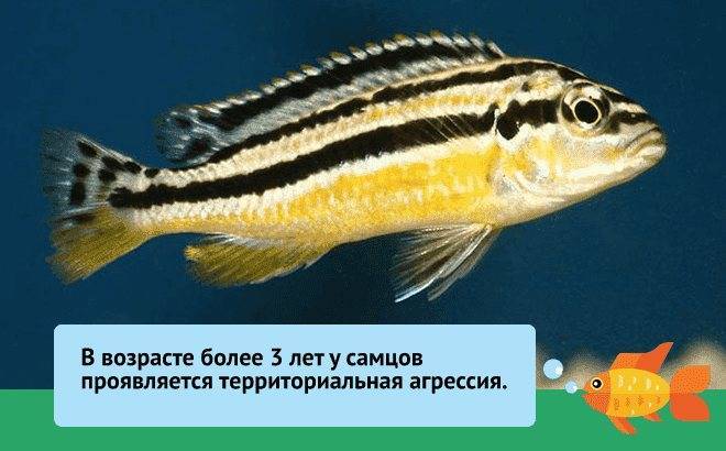 Стурисома панамская
