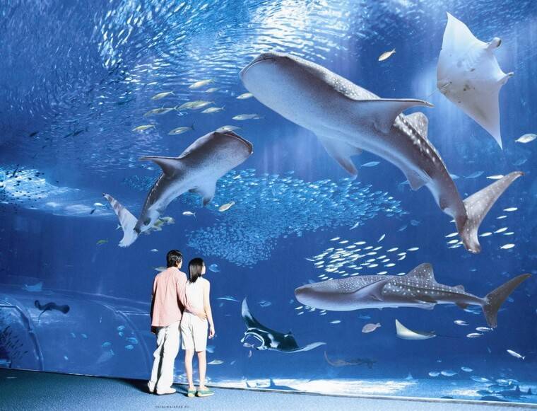 Гигантский аквариум в Японии Okinawa Churaumi Aquarium видео