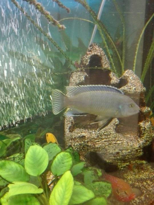 Псевдотрофеус белохвостый (pseudotropheus acei «ngara»)