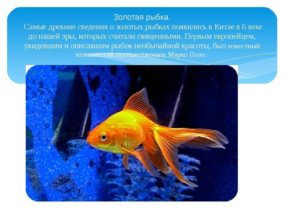 Золотые рыбки в аквариуме: виды, описание с фото, содержание, уход