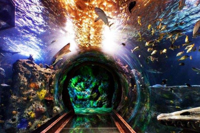 Супер-мега аквариум Берлина AquaDom