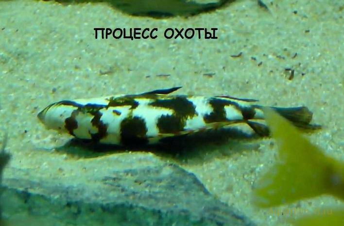 Лагаросифон мадагаскарский