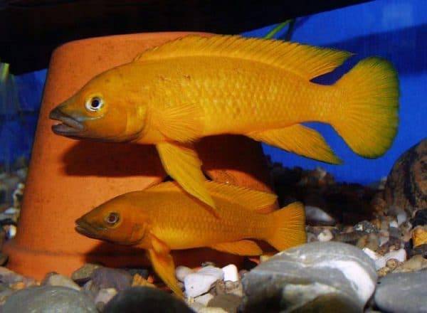 Лампрологус апельсиновый (Neolamprologus leleupi)