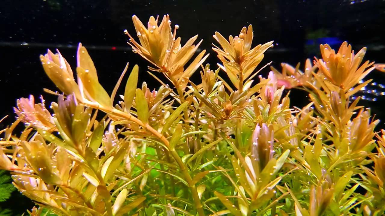 Аквариумный интернет-магазин aquariumplants.ru: фильтры eheim (эхейм),нано-аквариумы dennerle, аквариумы juwel(ювель), аквариумное оборудование ada, аквариумное оборудование jbl, аквариумное оборудова