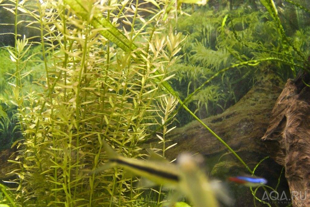 Ротала бангладеш: содержание, фото-видео обзор