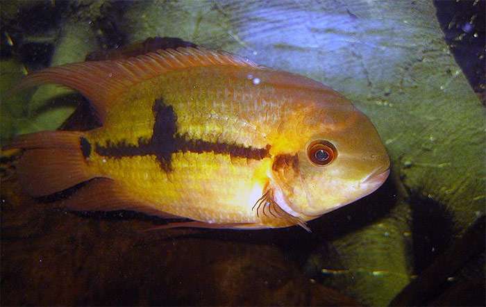 Цихлазома меека (thorichthys meeki)