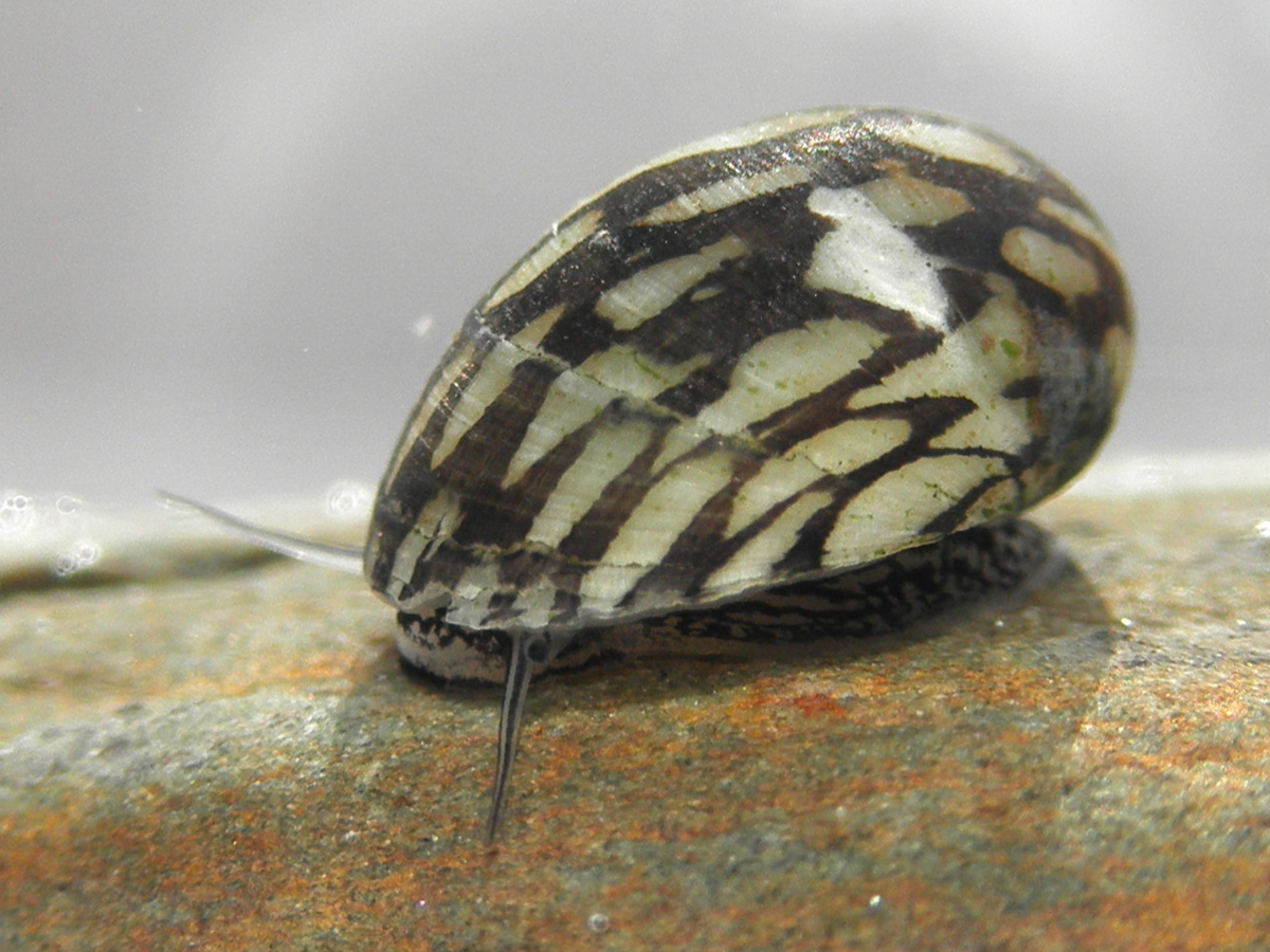 Теодоксусы - панацея от водорослей в аквариуме!