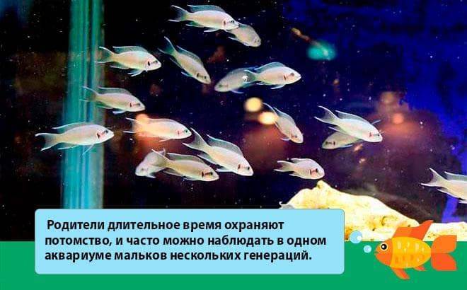 Принцесса Бурунди