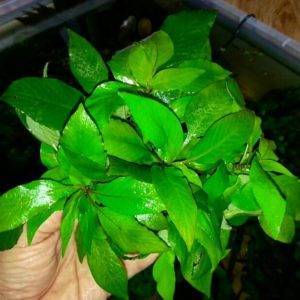 Гигрофила арагвая