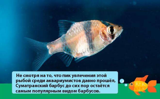 Барбус Шуберта