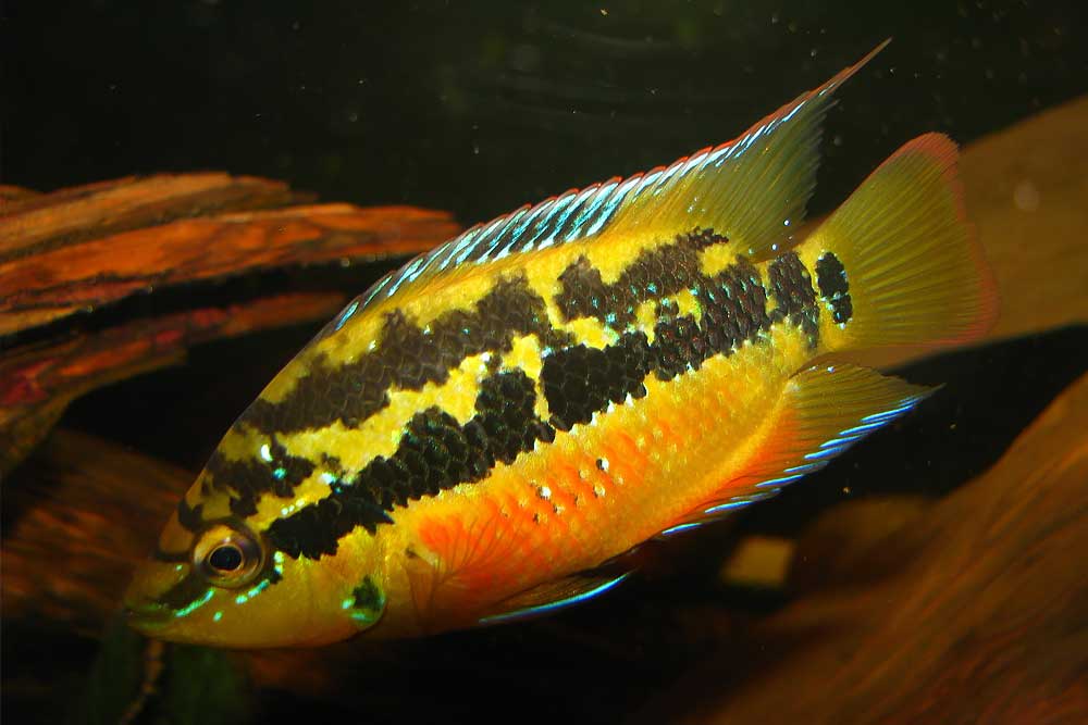 Цихлазома сальвини