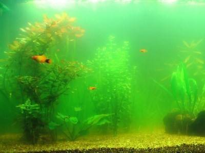 Подмена воды в травнике